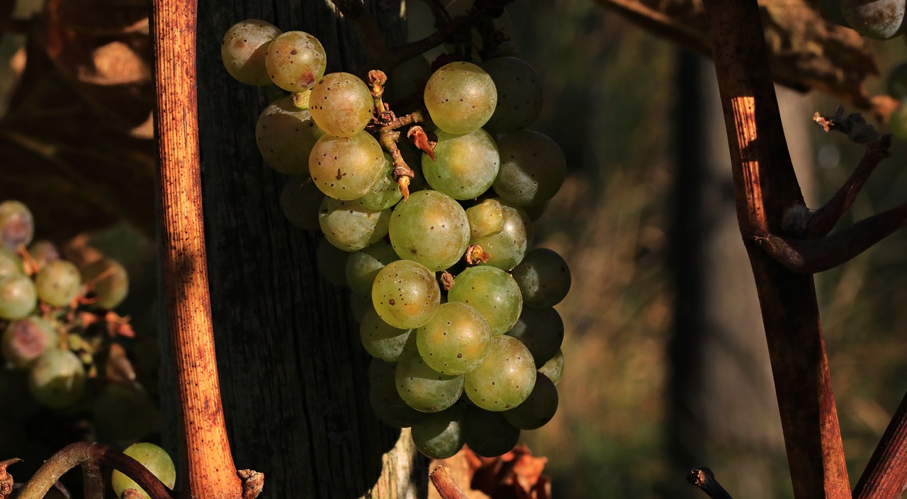 grapes, fall, grapevines